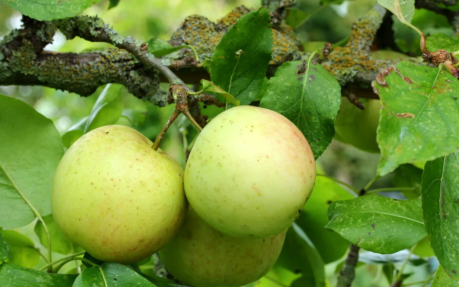 Two pale yellow-green apples ripening on a lichen-covered branch among green leaves