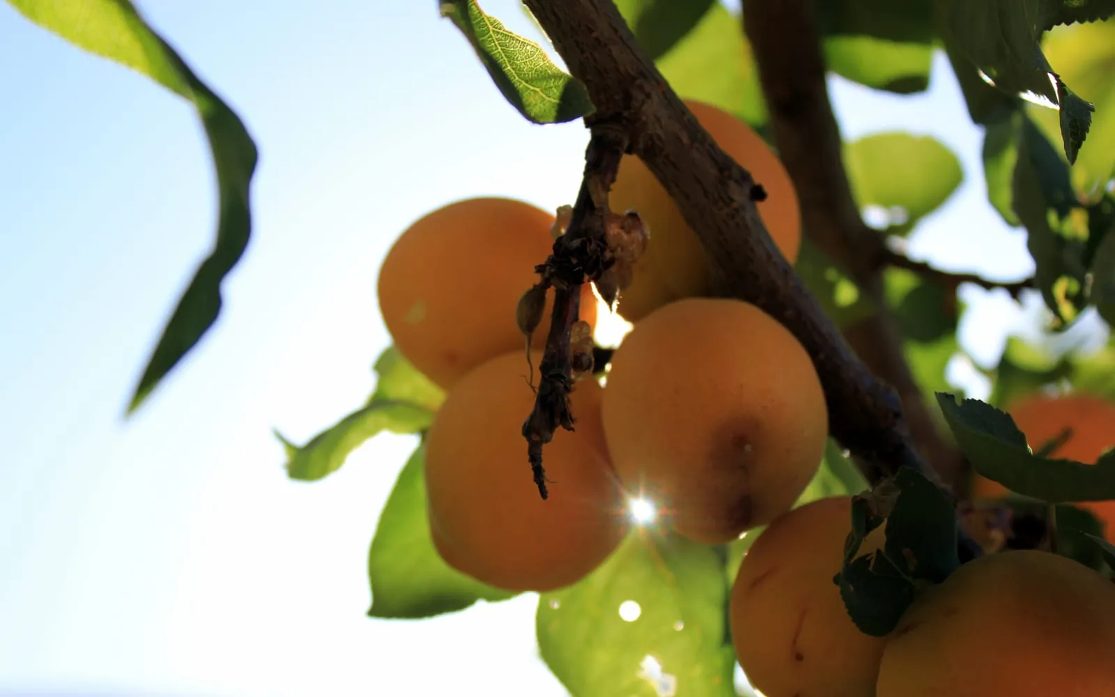 Ripe orange apricots hanging in a cluster from a branch against a bright sky