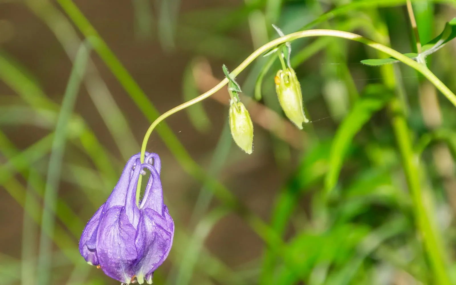 A nodding violet aquilegia flower with hooked spurs curving back over the top, beside unopened buds