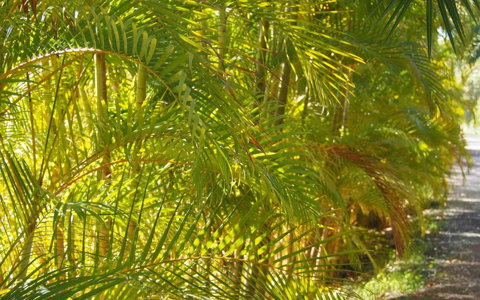 Arching feathered areca palm fronds in bright sunlight, growing from a clump of slender yellow-green canes