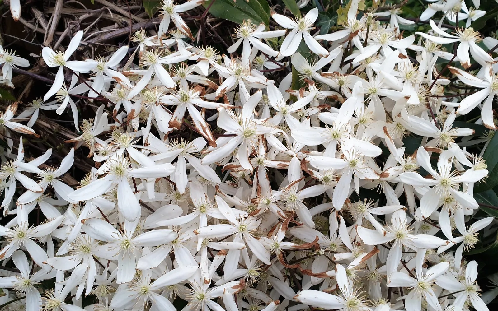 A dense mass of small, star-shaped white Armand clematis flowers covering the vine