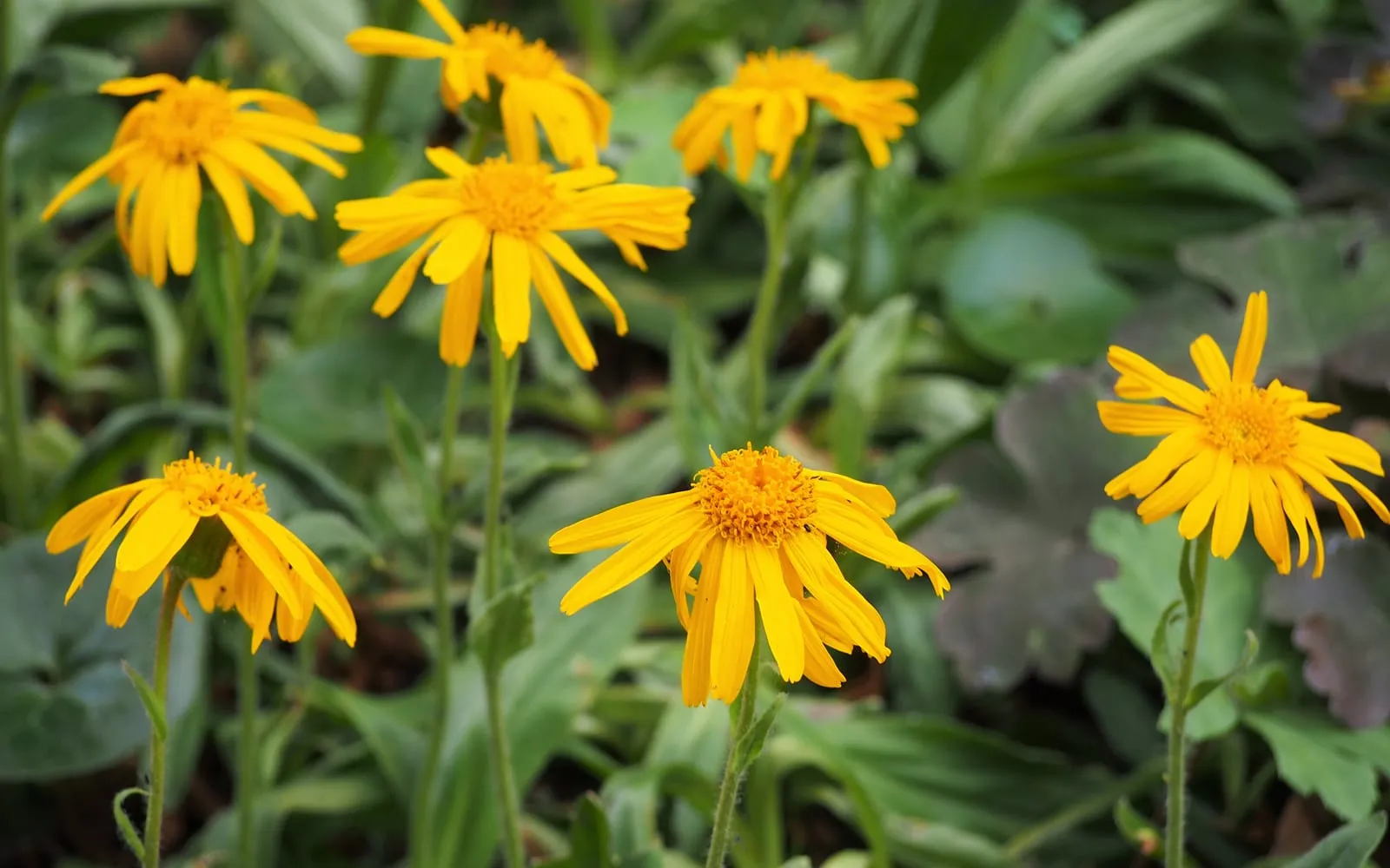 Golden-orange arnica daisies with slightly ragged rays, above a rosette of hairy leaves