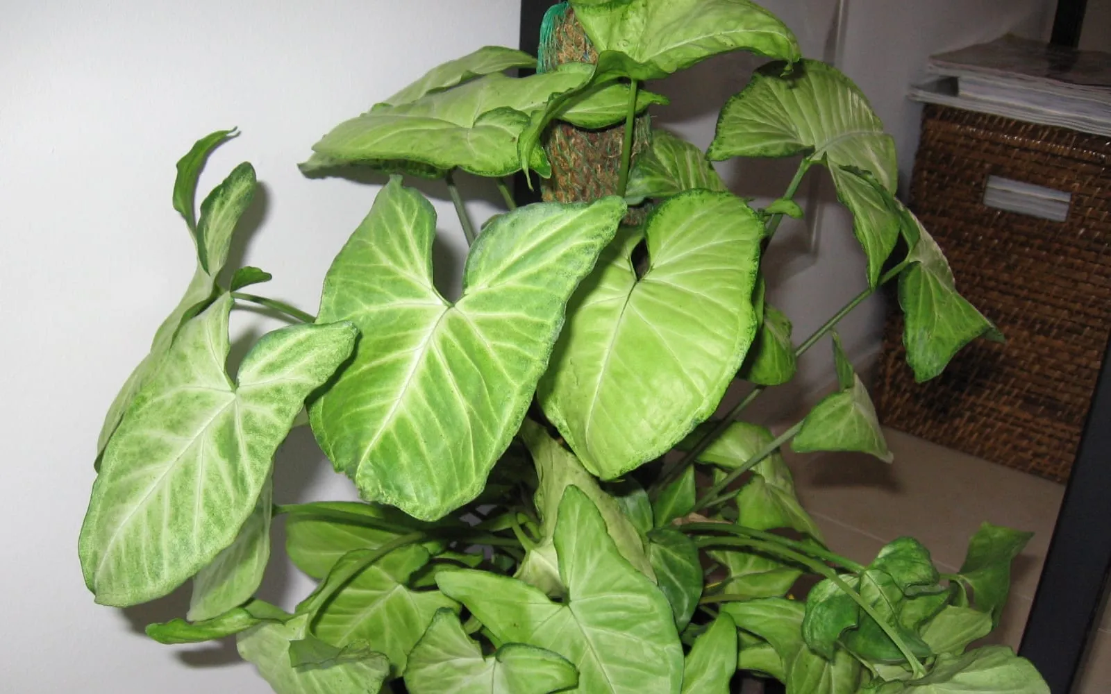 Arrowhead-shaped syngonium leaves with pale veining and two backward-pointing basal lobes