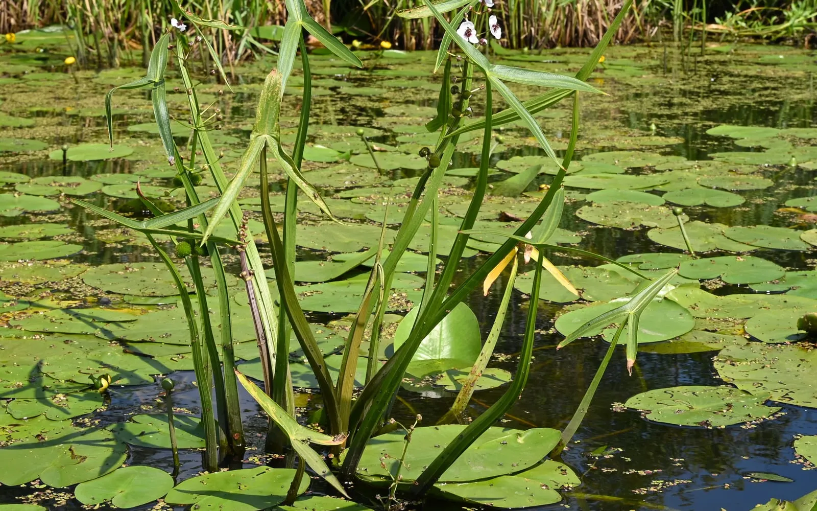 Arrowhead growing in shallow water, its sagittate leaves and white three-petalled flowers rising above the surface