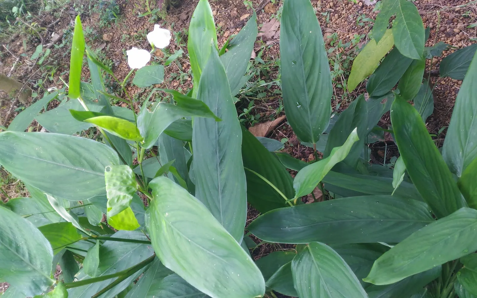 An arrowroot clump of lance-shaped leaves with small white flowers standing above them