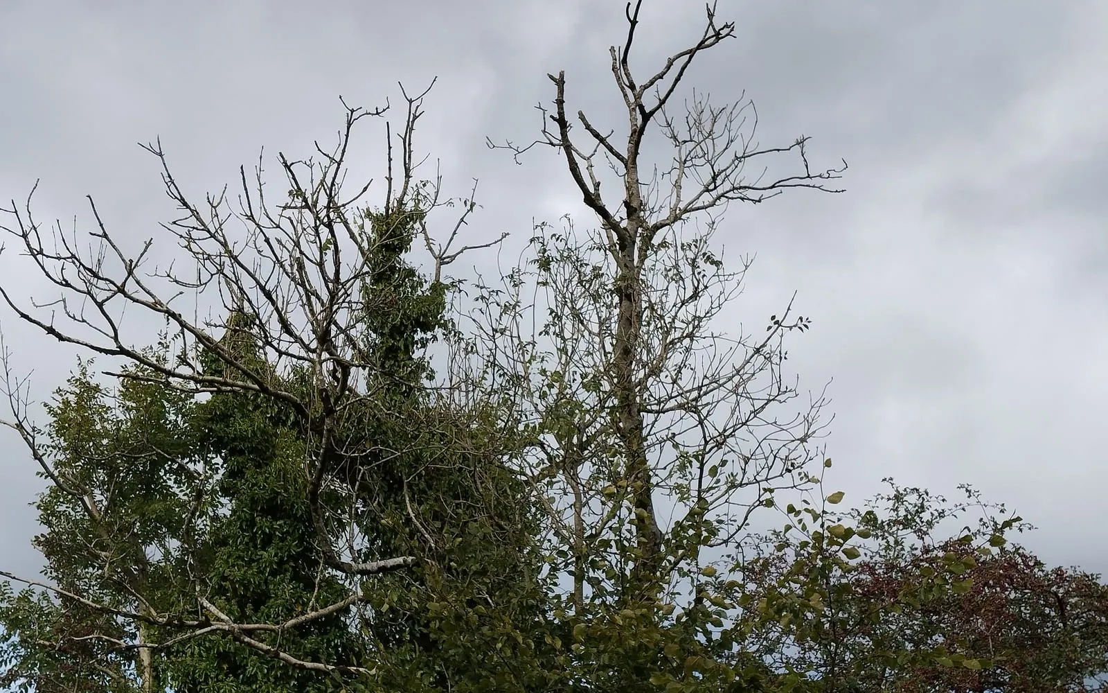 The crowns of two ash trees against a grey sky, most of the branches bare and dead with only sparse green foliage remaining