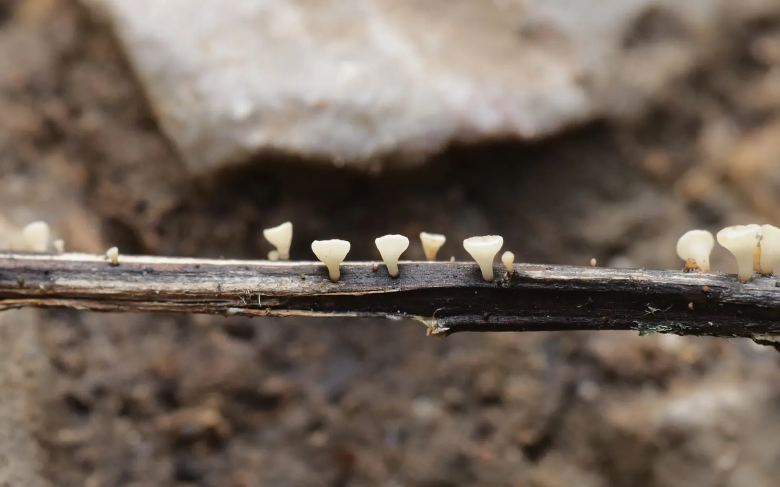 A row of tiny white cup-shaped fungi standing along a blackened ash leaf stalk lying on the ground