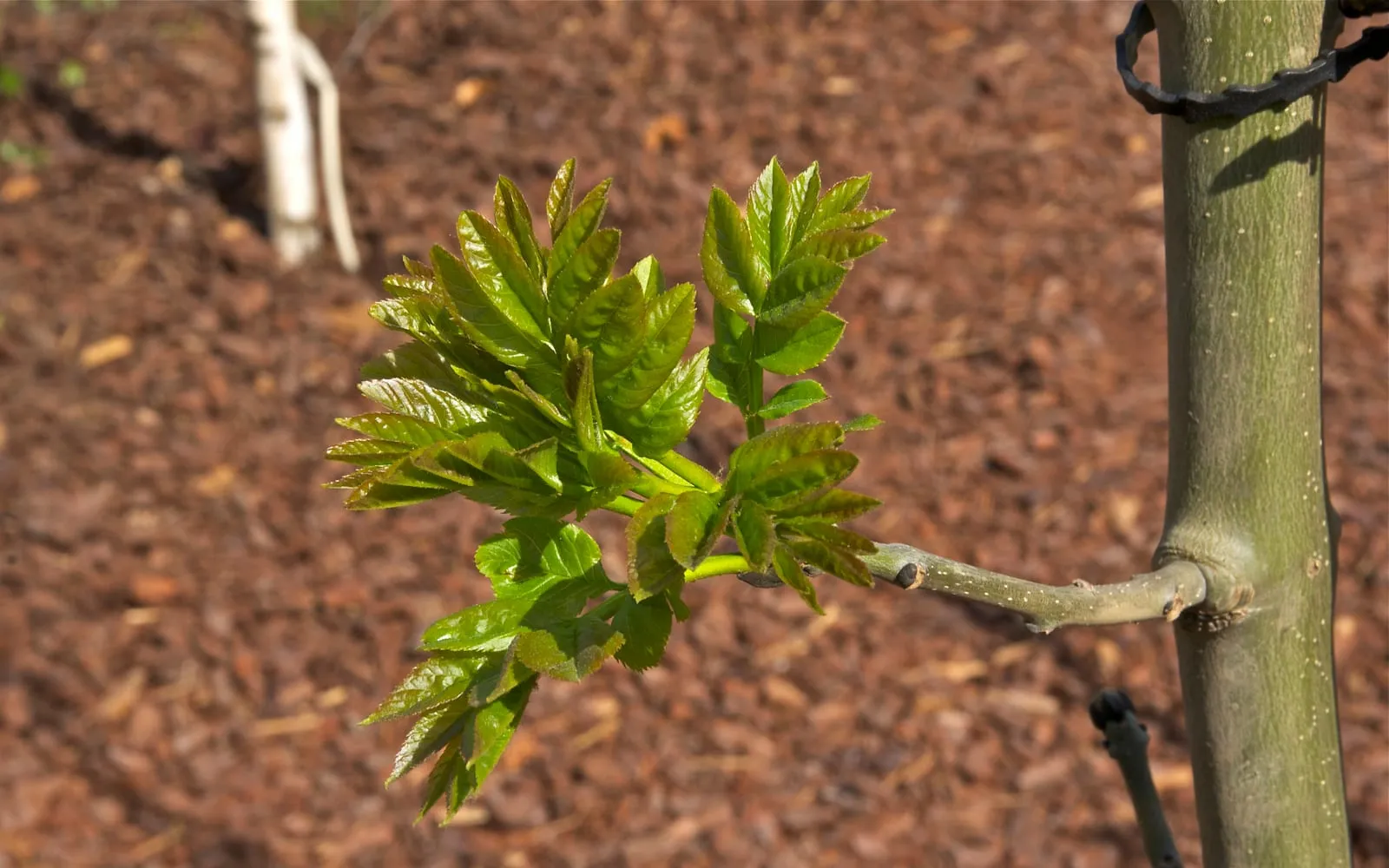 A young ash shoot with fresh pinnate leaves made of several pairs of toothed leaflets and a terminal leaflet