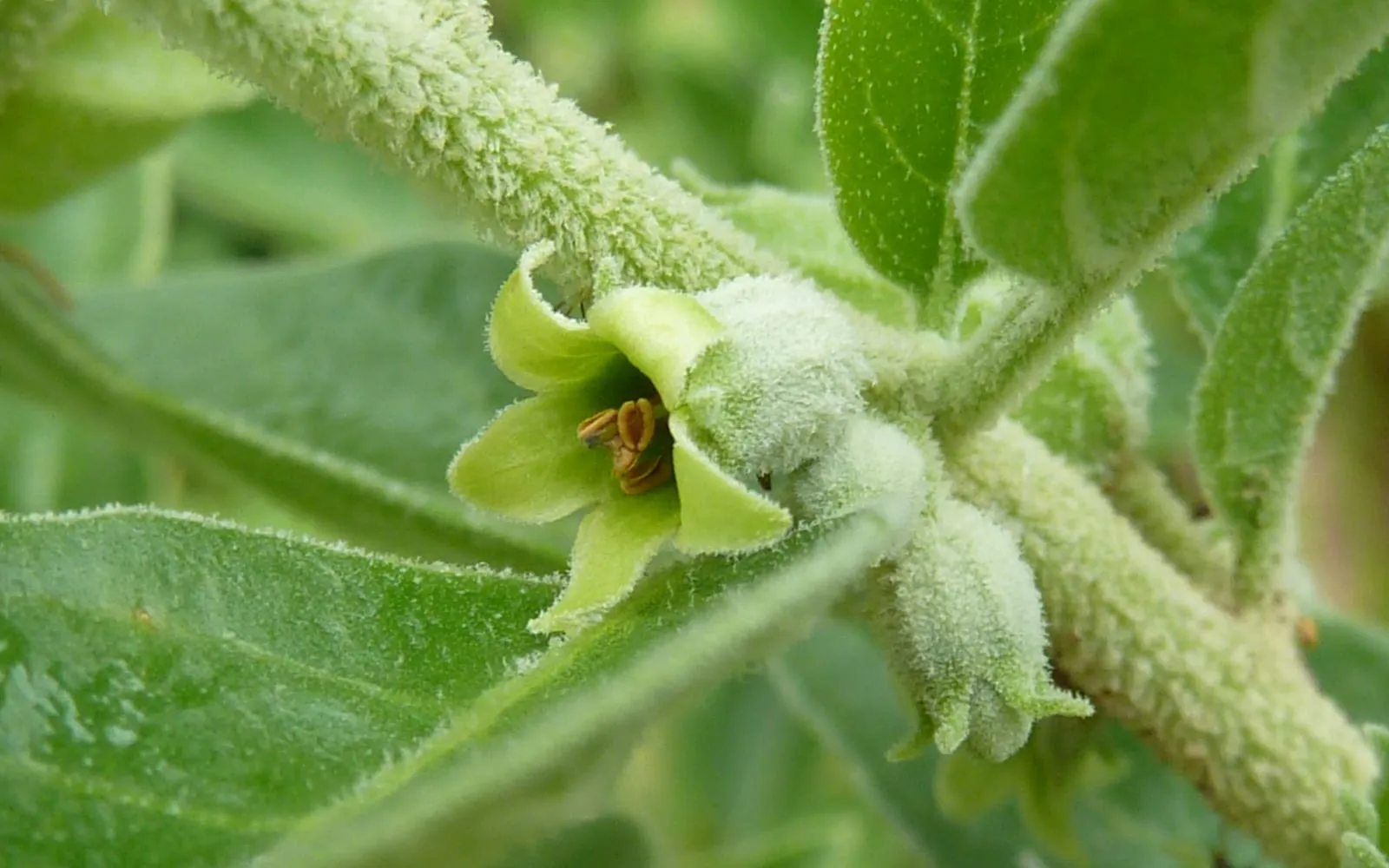 A greenish ashwagandha flower and buds among leaves, on stems covered in fine hairs