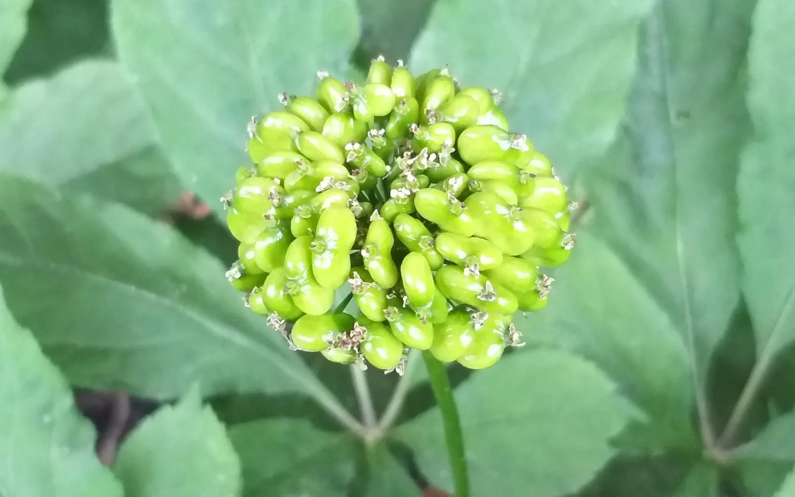 A green umbel of unripe ginseng fruit held above a whorl of palmate leaves