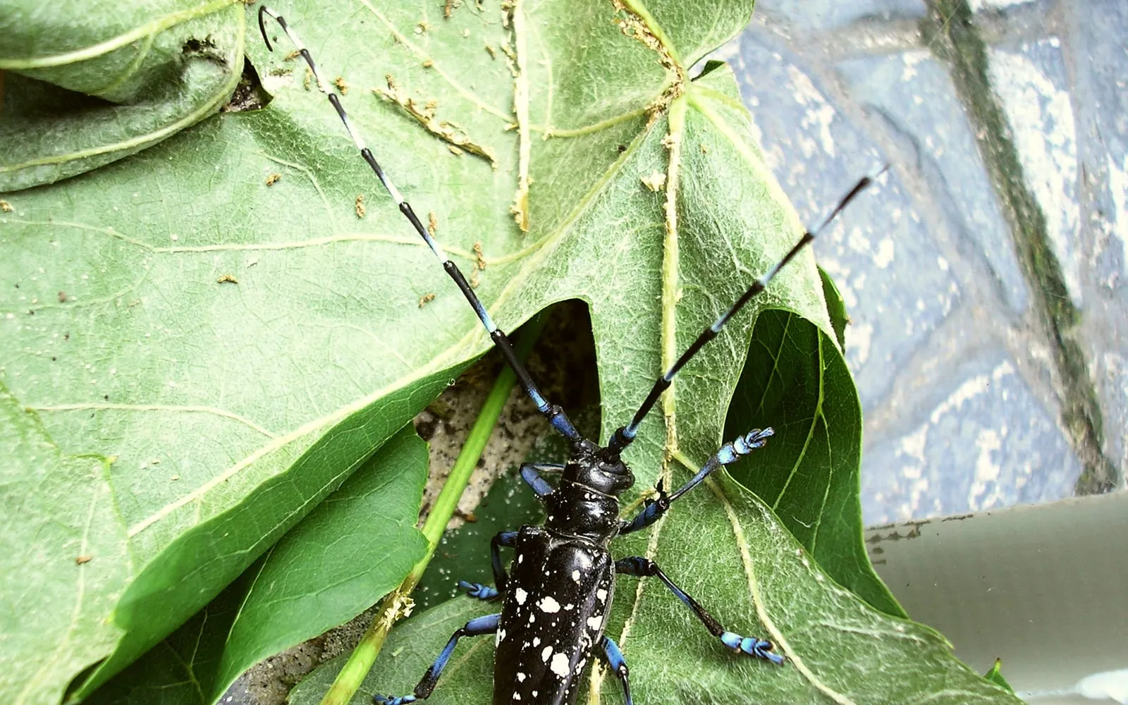 A large glossy black beetle with irregular white spots and long black and white banded antennae