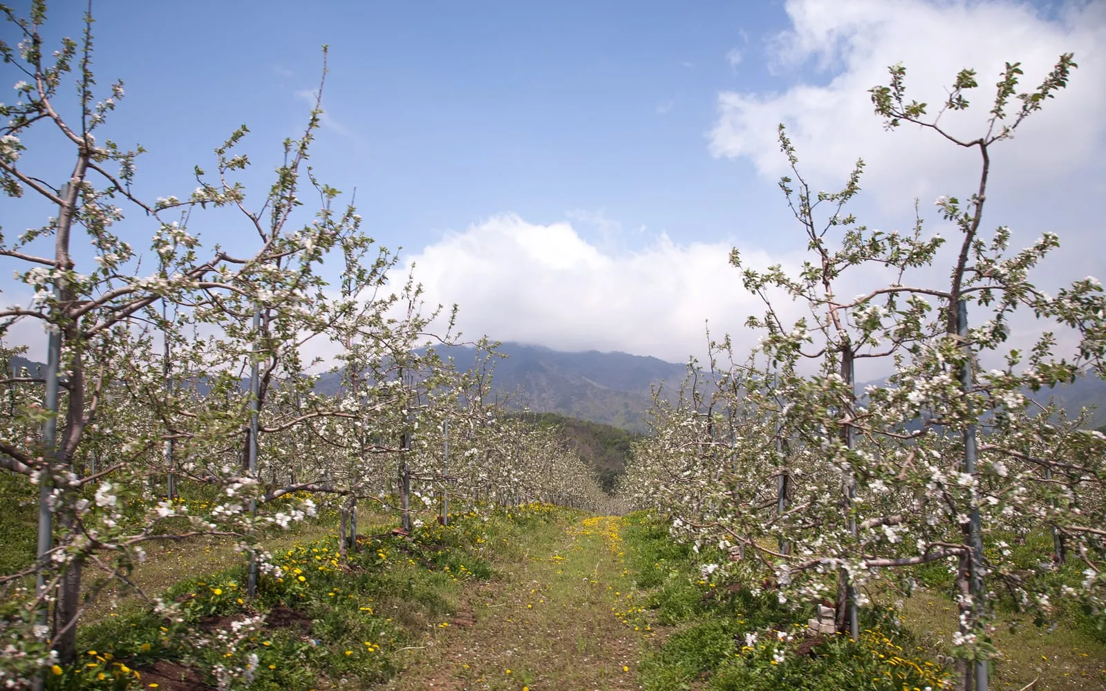 An Asian pear orchard in blossom below wooded hills