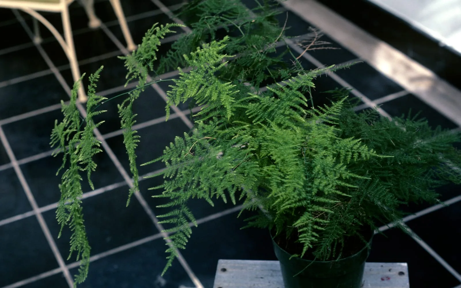 Soft feathery asparagus fern foliage in nursery pots on a bench