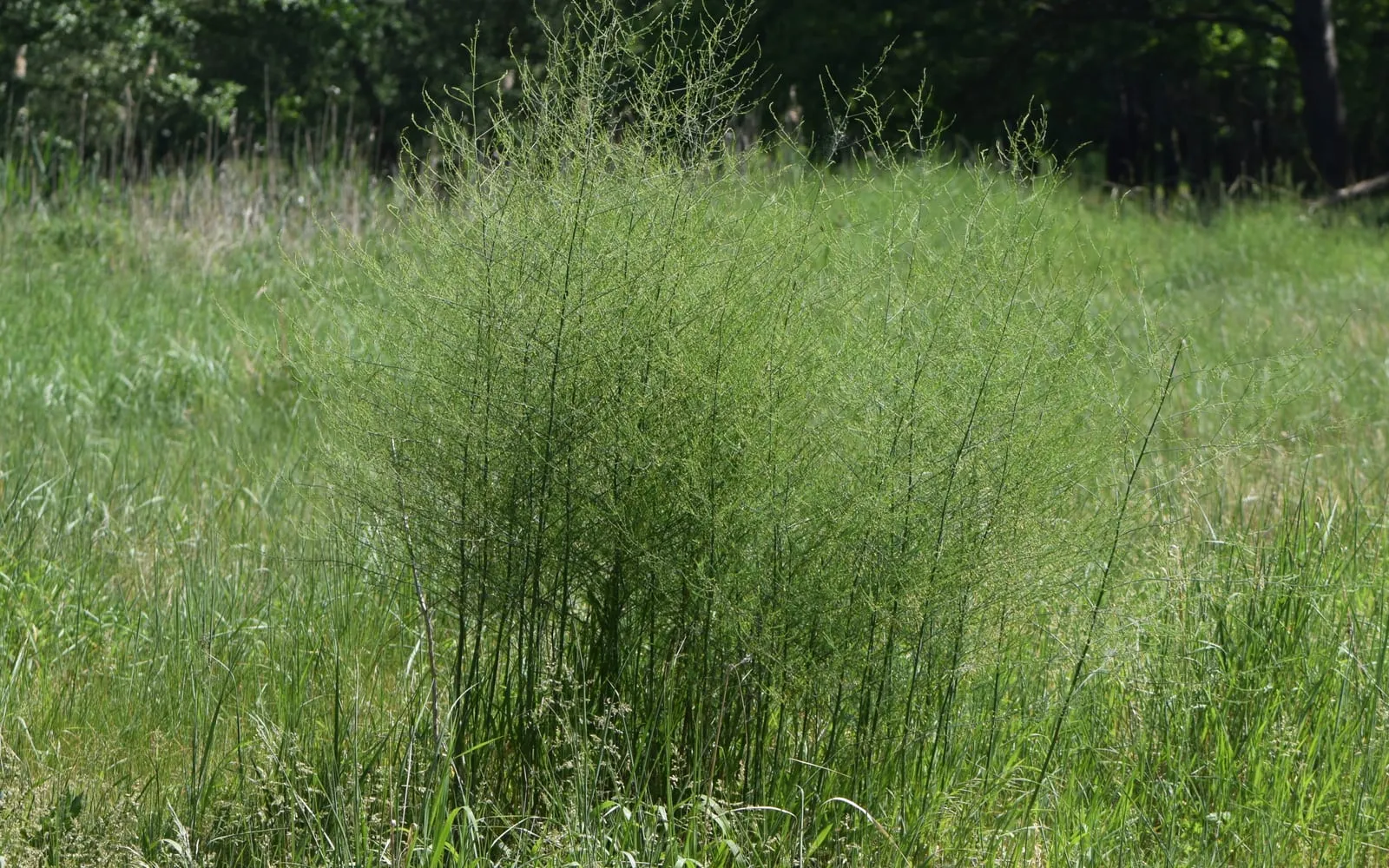 An asparagus plant in full summer fern, a cloud of fine green needles above rough grass