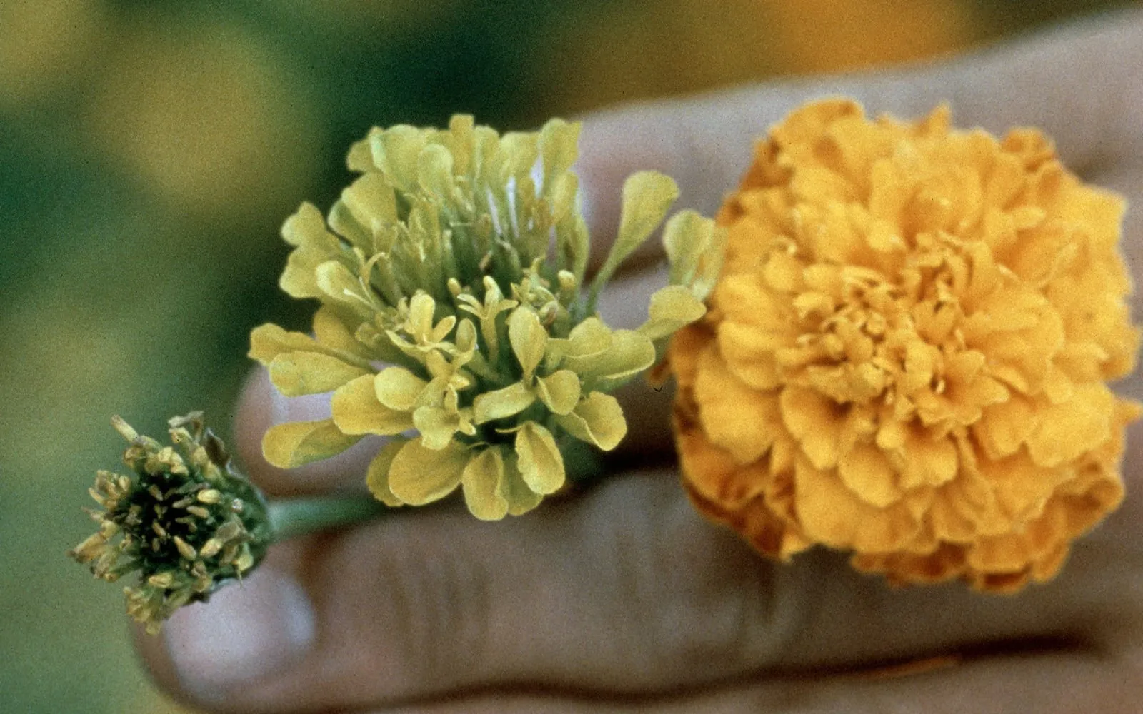 A hand holding three marigold flowerheads, one normal and orange, the others with their petals replaced by small green and yellow leafy structures
