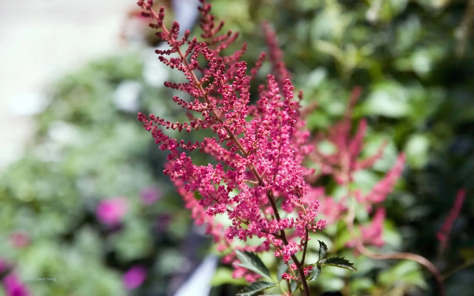 A feathery deep pink astilbe plume branching above divided dark green foliage