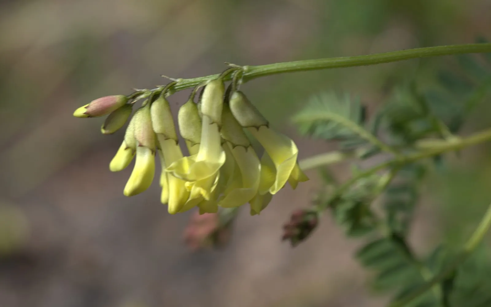 Pale yellow pea flowers on a one-sided astragalus raceme, above fine pinnate leaves