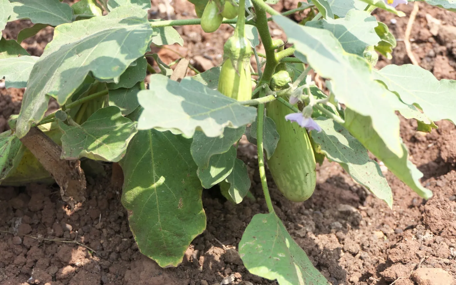 An aubergine plant in the field carrying pale striped fruits and one lilac flower among grey-green lobed leaves