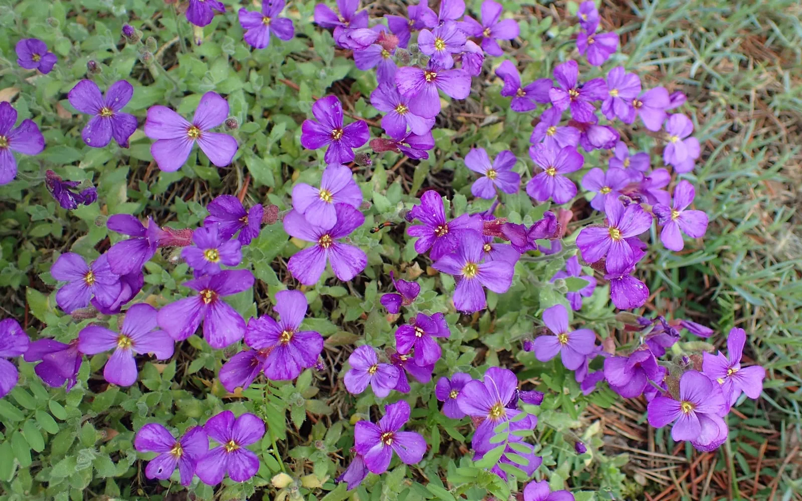 A trailing mat of aubrieta covered in small deep purple cross-shaped flowers above grey-green scalloped leaves.