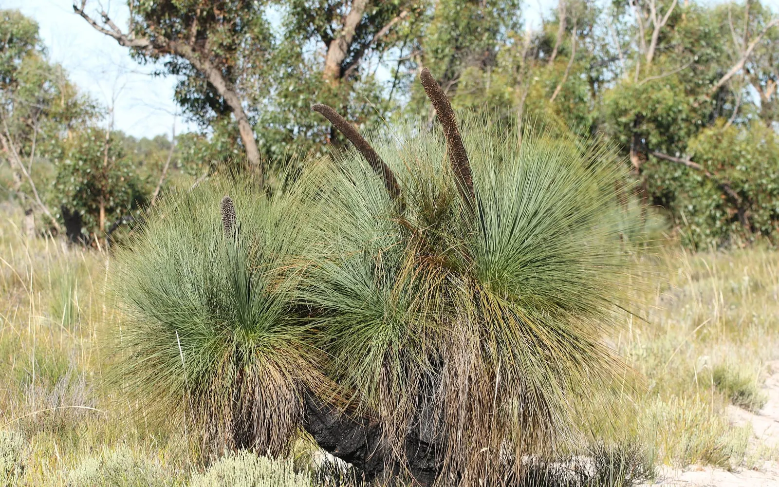 An Austral grass tree with a dark, fire-blackened trunk, a dense skirt of wiry grass-like leaves, and tall dark flower spikes rising above the foliage