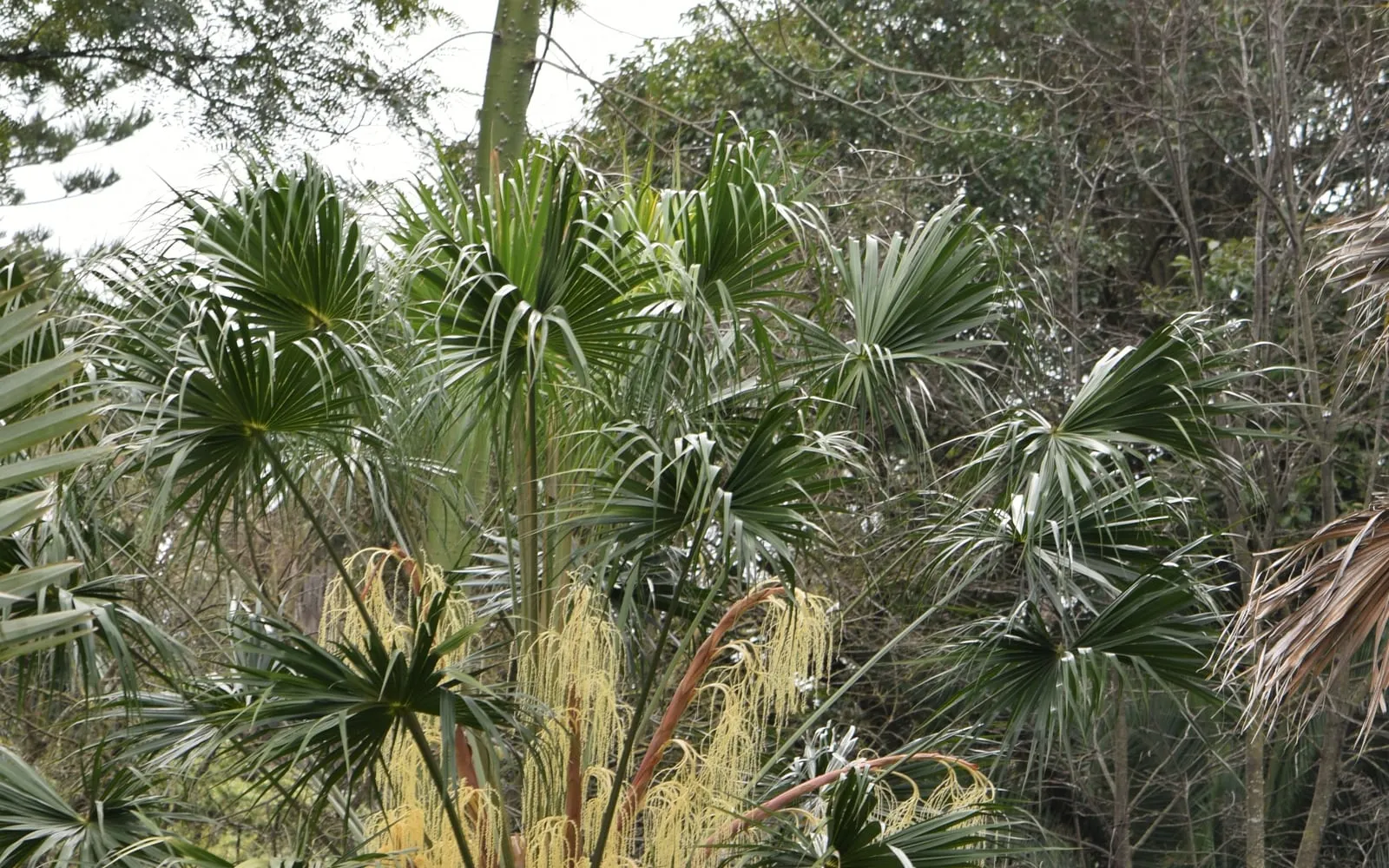 An Australian fan palm's full crown of pleated fan leaves with a cream flower spike among them
