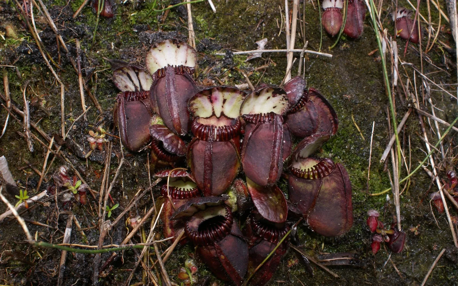 A cluster of deep burgundy Australian pitcher plant traps with heavily ribbed, fanged-looking rims and pale patterned lids, growing low among moss and twigs