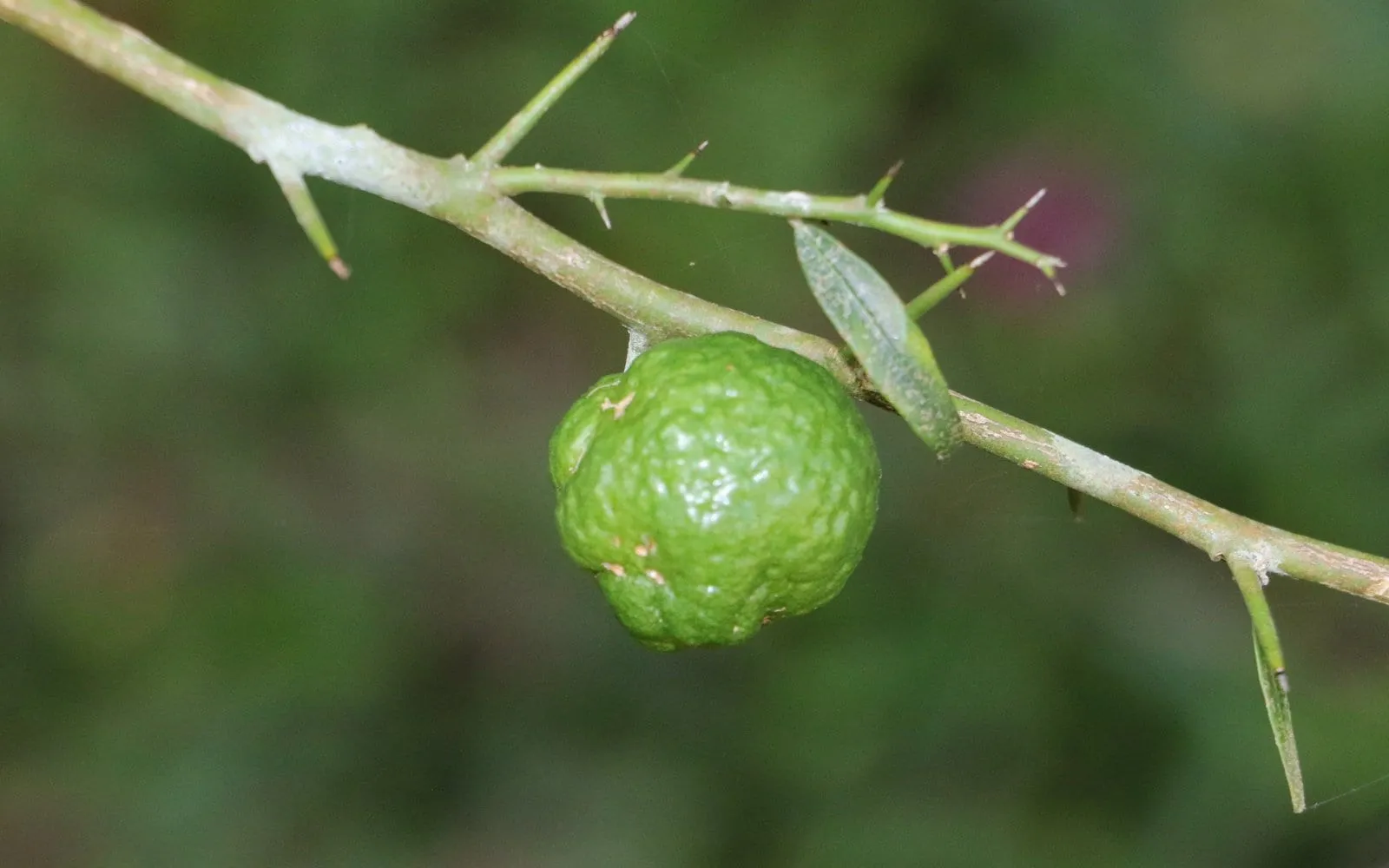 A round green Australian lime on a spiny twig
