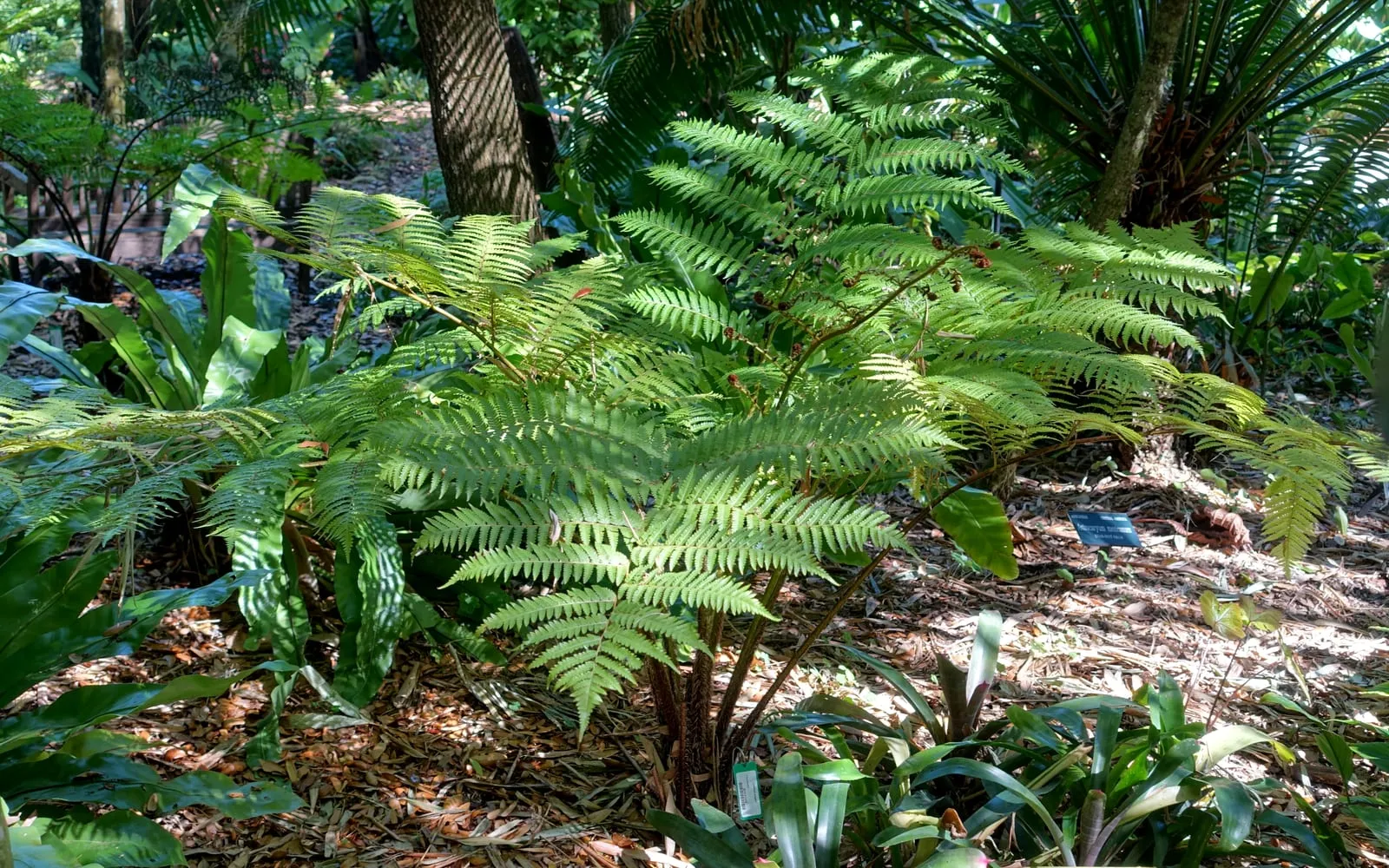 An Australian tree fern with a stout trunk and a broad crown of spreading fronds in a shaded garden