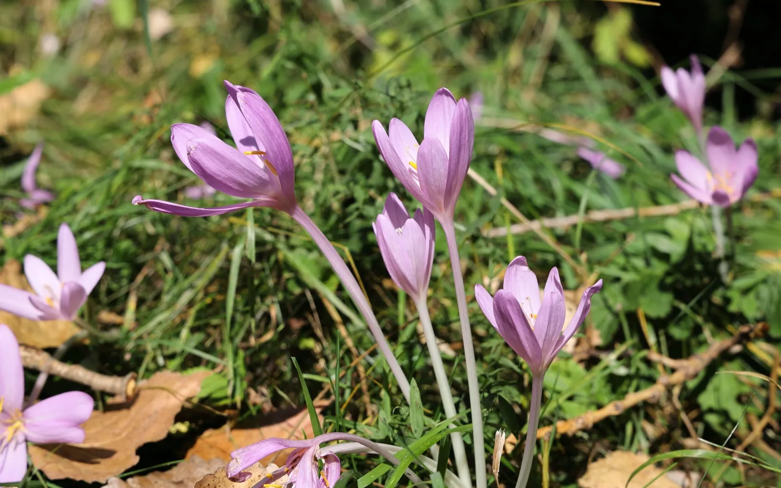 Pale lilac autumn crocus flowers on bare white stems rising from grass with no leaves around them