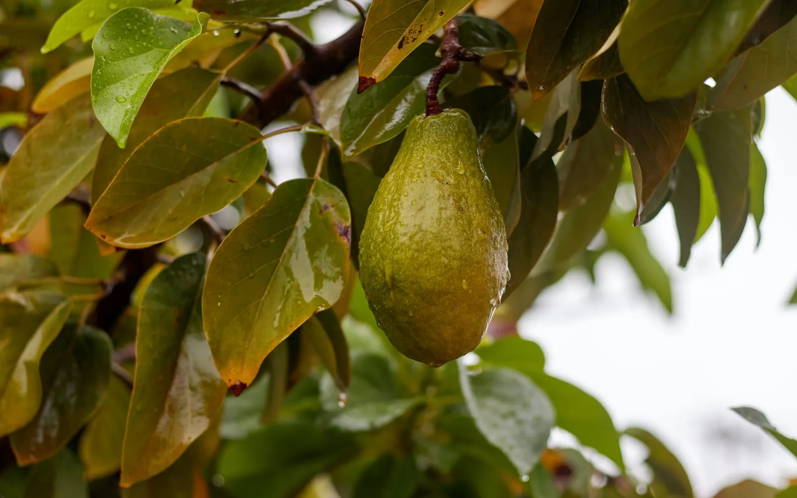 A single green avocado hanging from a branch among bronze-tinted leaves