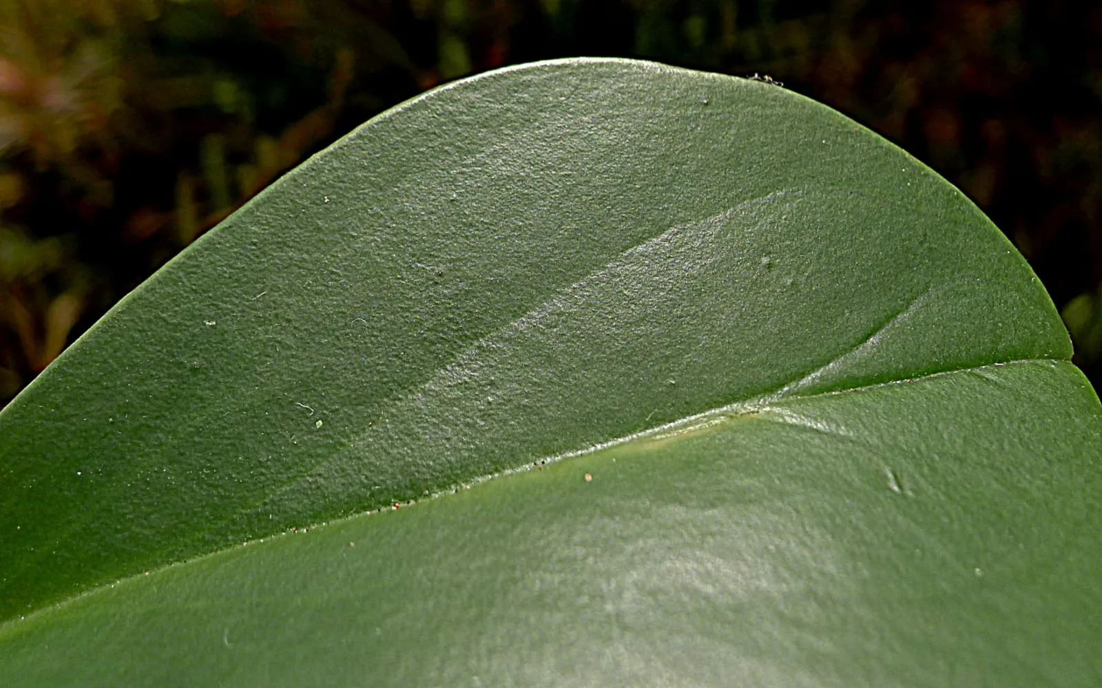 A thick glossy spoon-shaped Peperomia obtusifolia leaf photographed close up