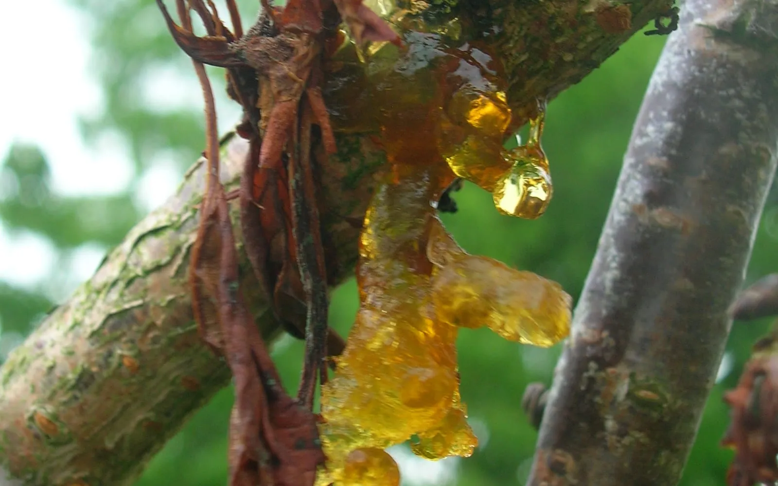 Clear amber gum oozing in thick blobs from the bark of a cherry branch, with dead brown leaves hanging beside it