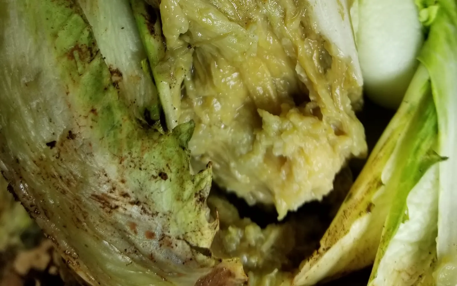 The heart of a Chinese cabbage collapsed into a wet yellow-cream mush, with sound pale green leaf tissue still standing around it