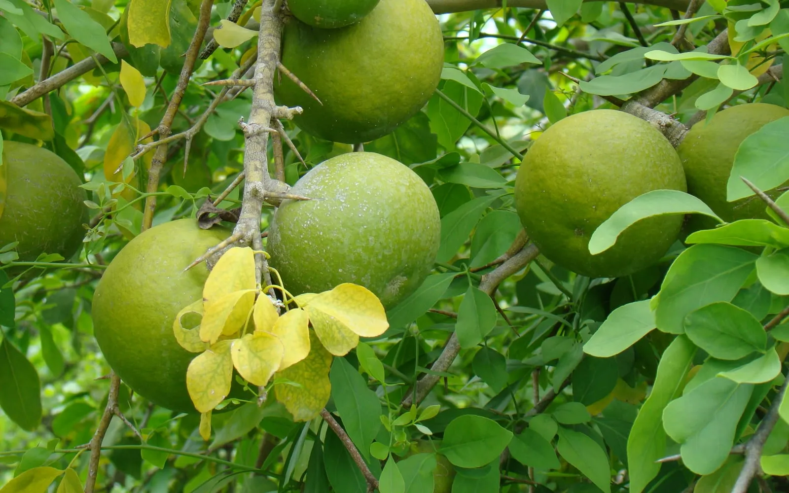 Green woody-shelled bael fruit on the branch among the trifoliate leaves