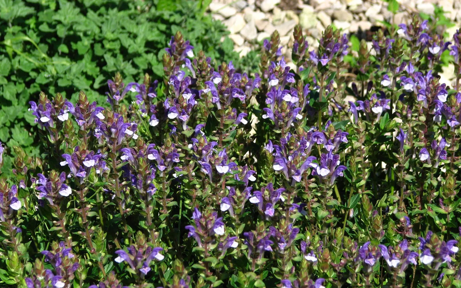 A clump of Baikal skullcap in flower, with one-sided spikes of blue-violet hooded flowers