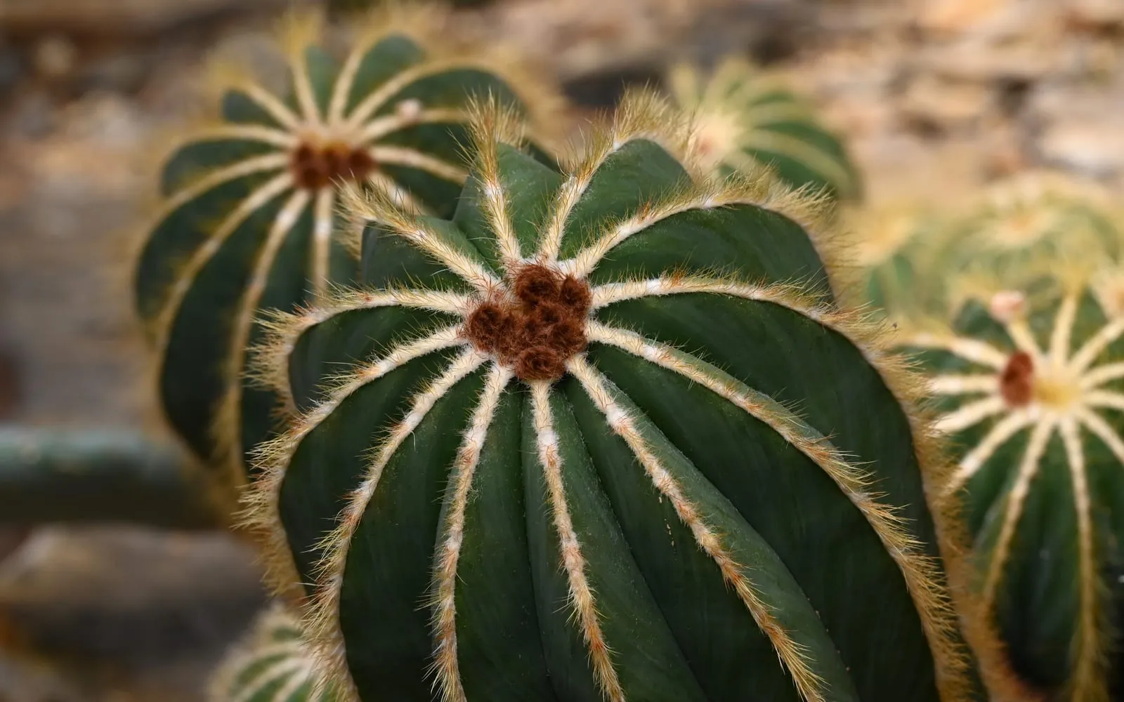 A cluster of globular, ribbed balloon cacti with golden spines and a woolly crown