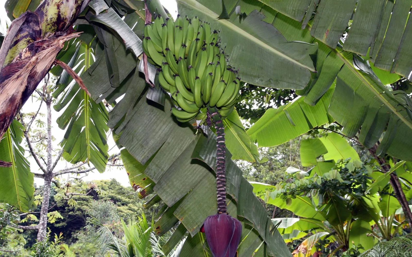 A green banana bunch on the plant with the purple male bud hanging below it
