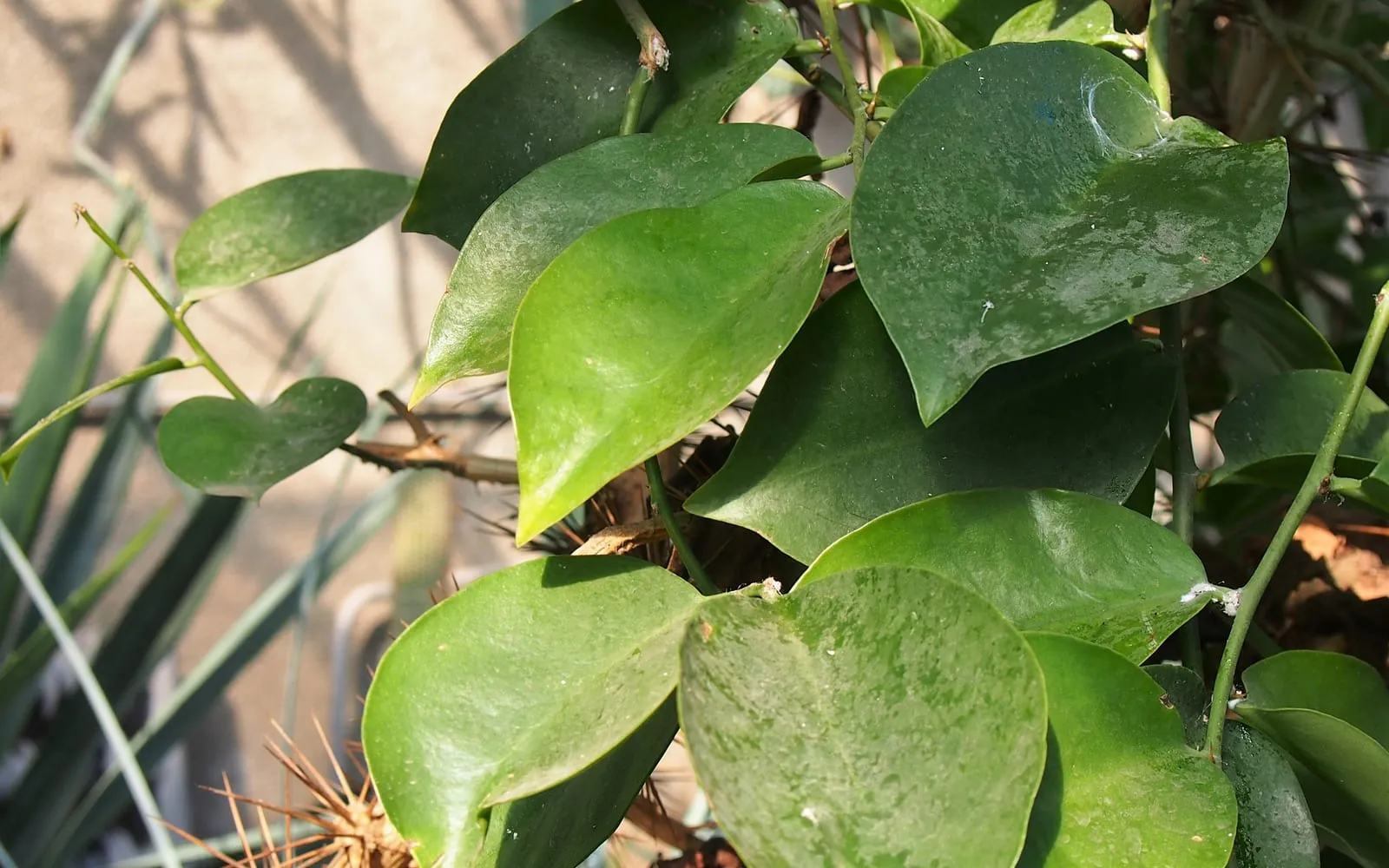 Glossy, broad, ordinary-looking leaves of Barbados gooseberry crowded on a stem, with clusters of sharp spines visible among the woody growth behind them