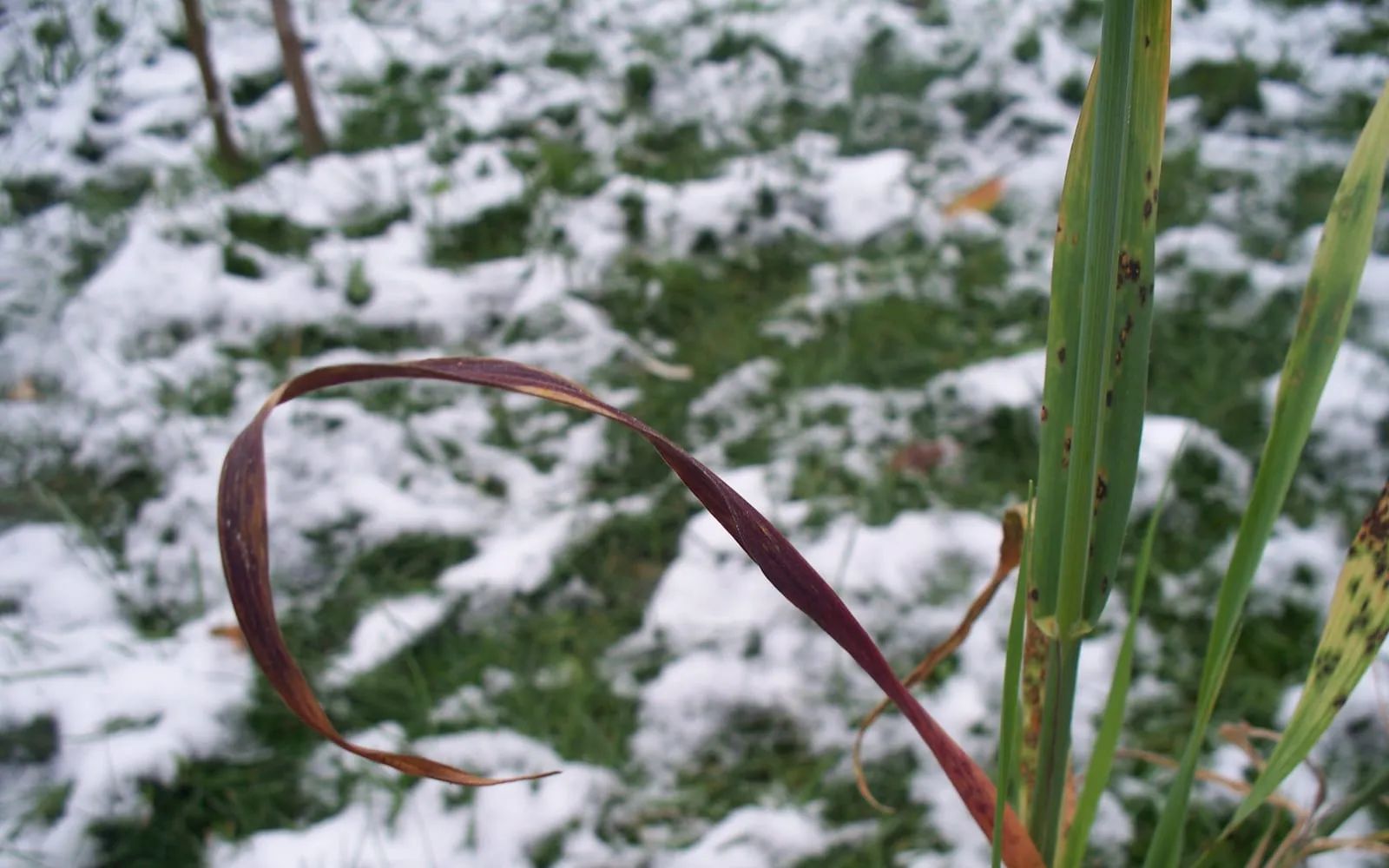 An oat leaf turned deep red-purple from the tip back, curling away from a still-green plant, with a snowy field behind