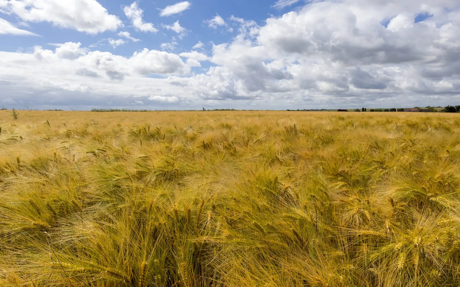 A ripe barley field with the long awns catching the light under a cloudy sky
