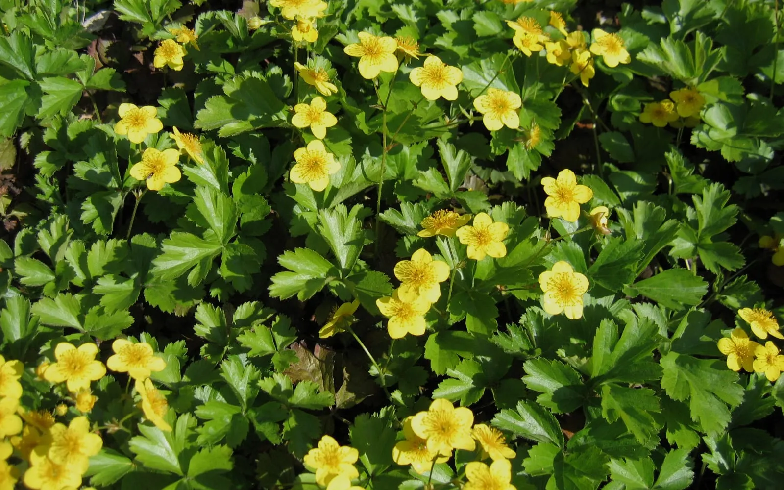 A dense mat of barren strawberry with toothed trifoliate leaves and scattered bright yellow five-petalled flowers.