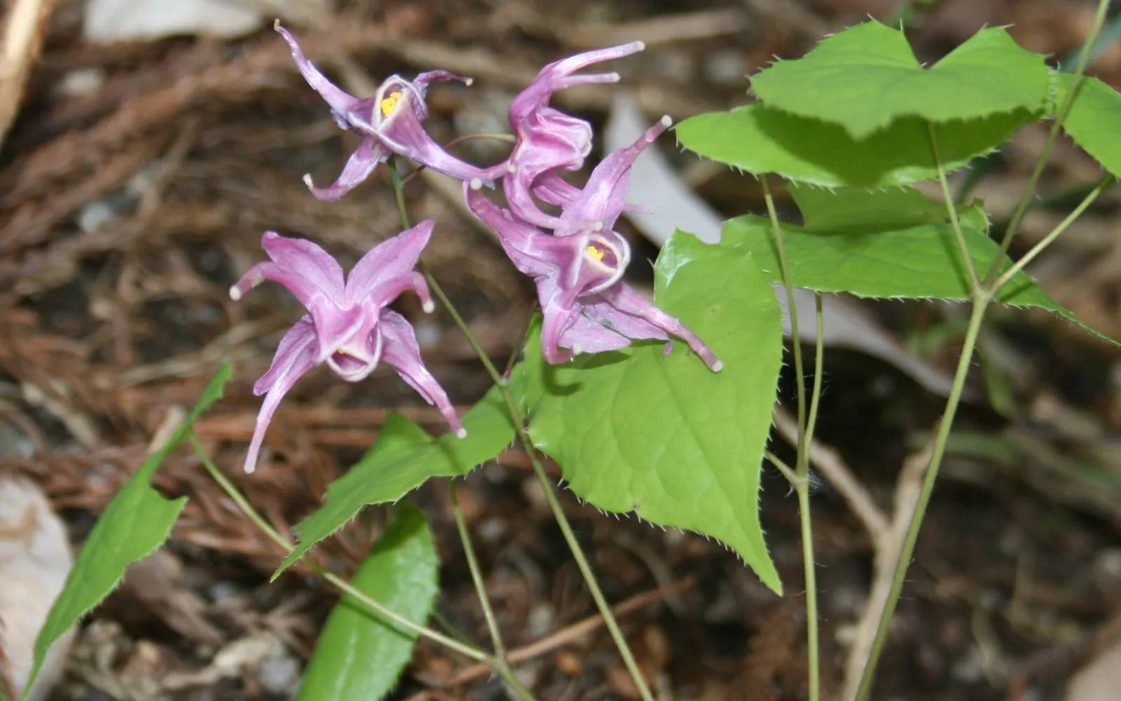Pink-violet barrenwort flowers with long backward-pointing spurs above heart-shaped leaflets