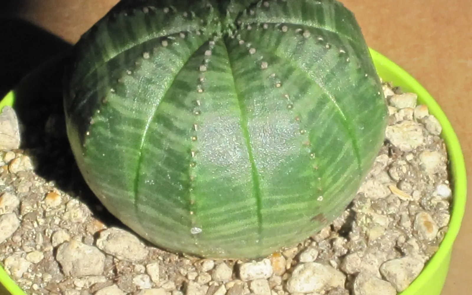 A spineless, ridged green Euphorbia obesa globe with faint banding, growing in a pot of gritty compost