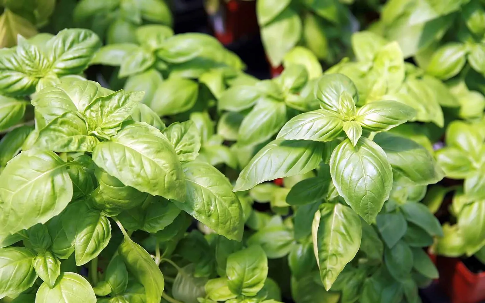 A sweet basil plant with glossy green leaves in bright light