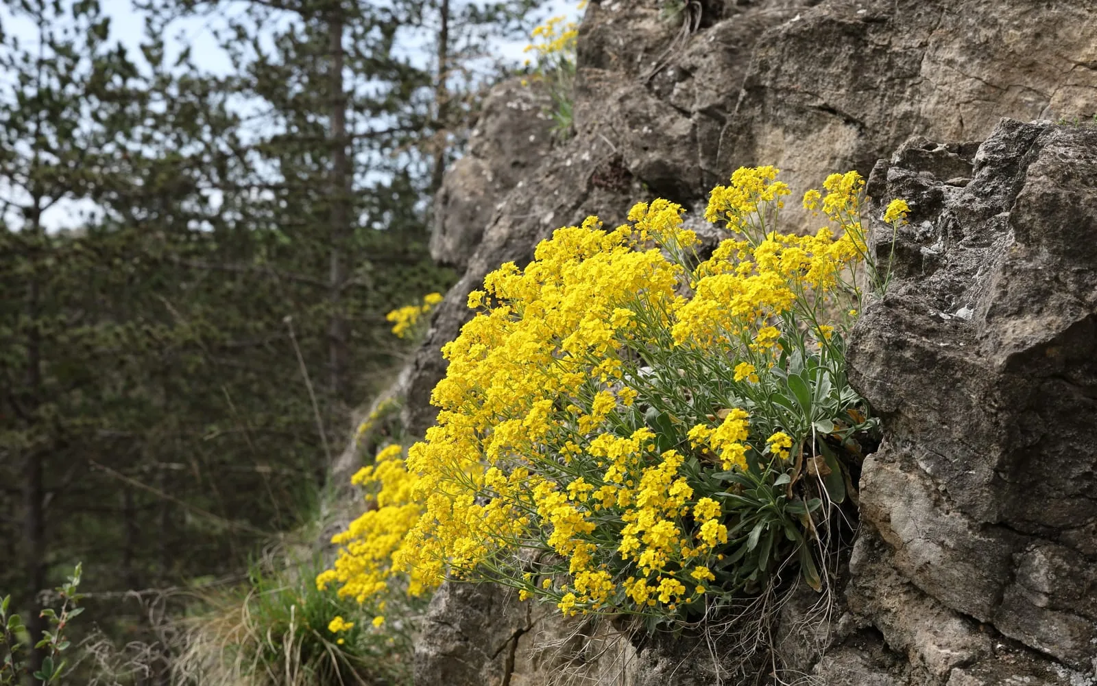 A loose, sprawling mound of basket-of-gold covered in bright golden-yellow flowers growing out of a rocky ledge.
