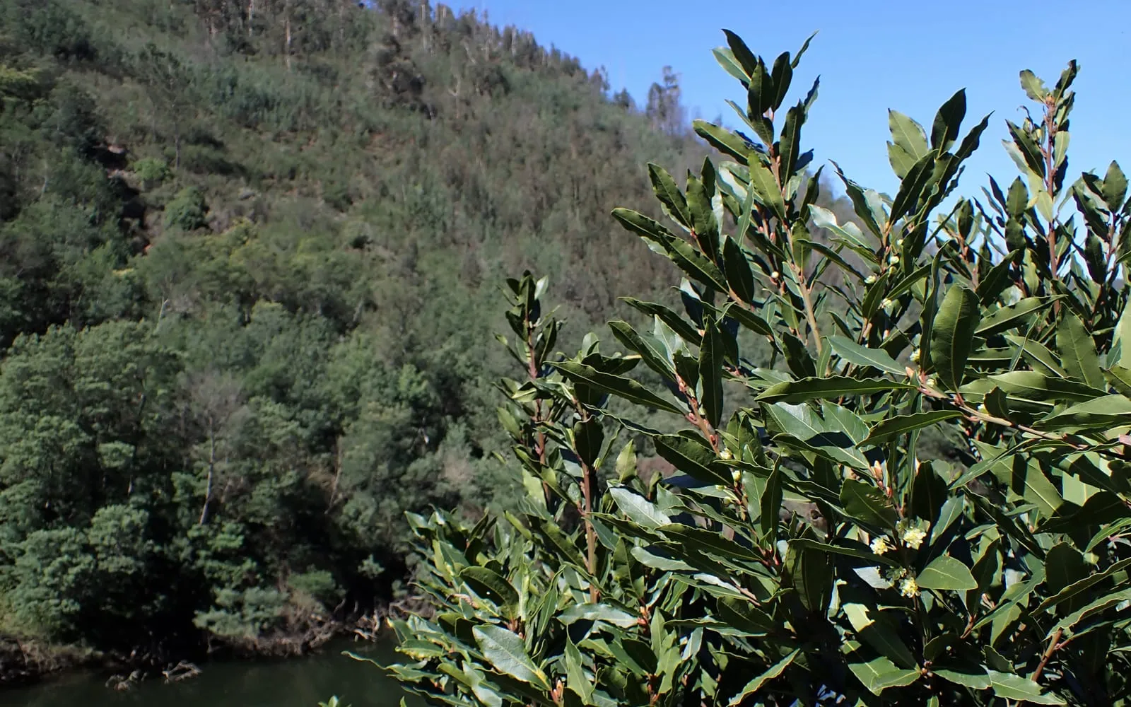 The crown of a bay laurel tree in flower, its dark glossy leaves and small yellow-green blooms against a wooded hillside