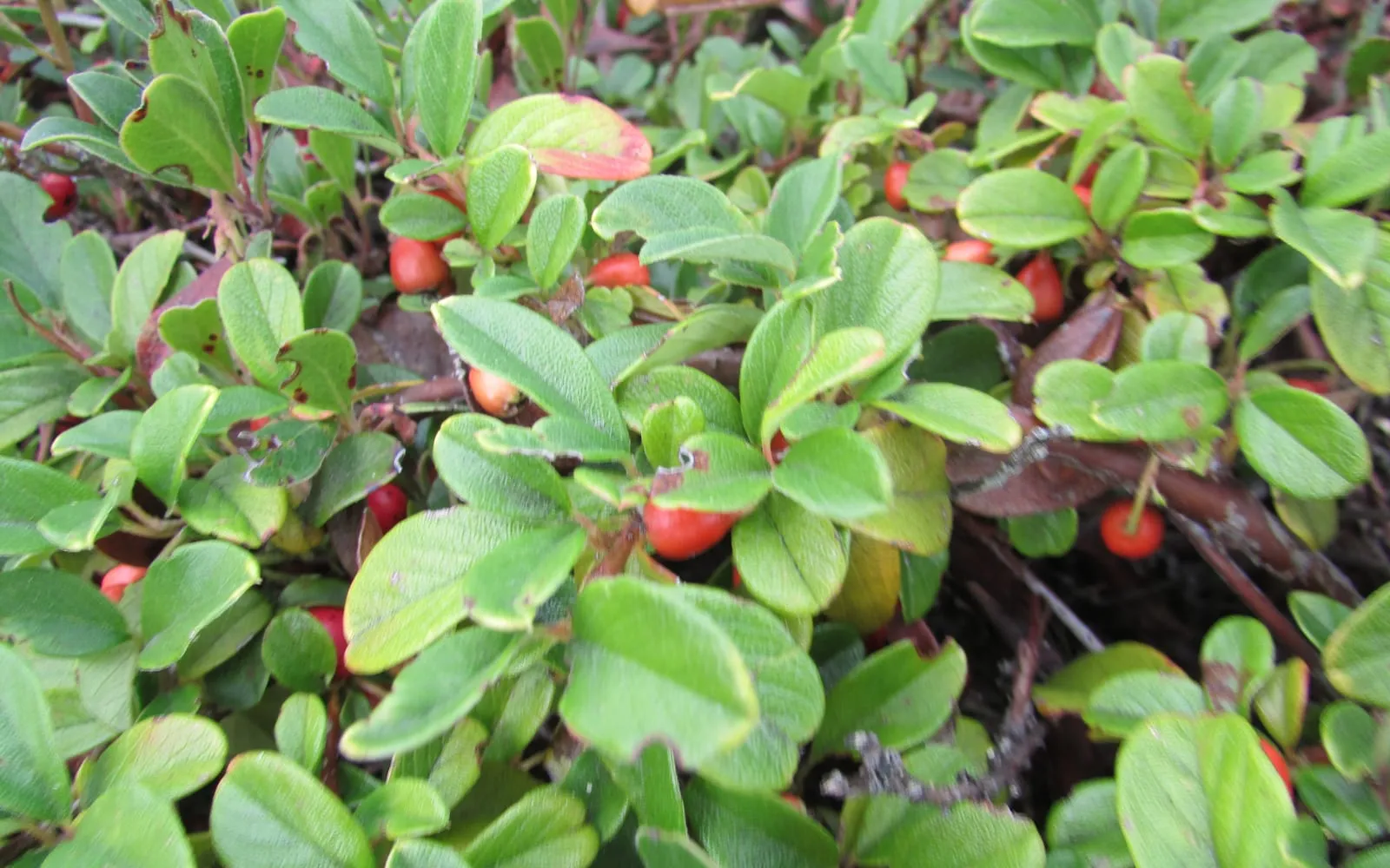 A bearberry mat with small glossy leaves and bright red berries