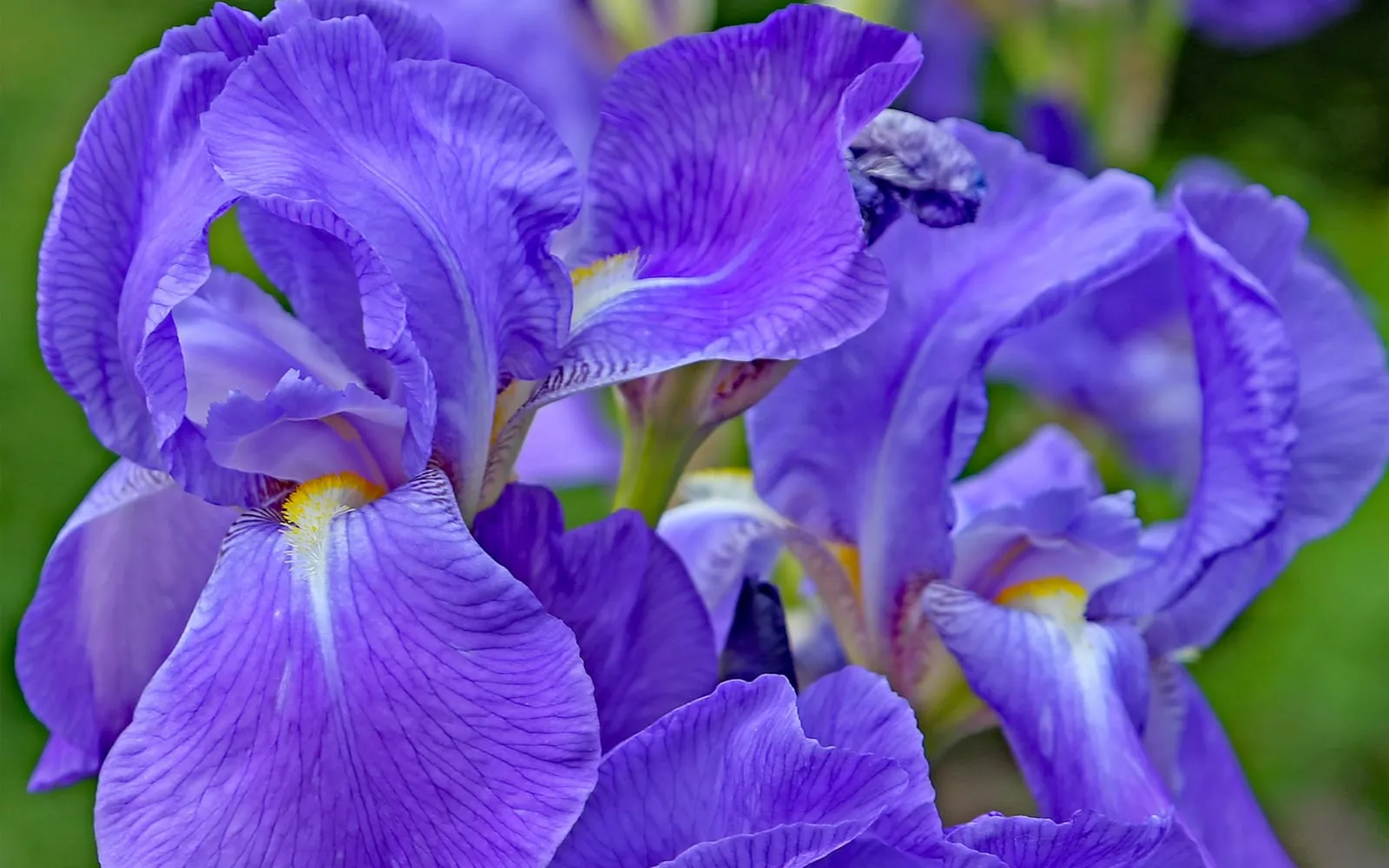 Deep violet-blue bearded iris flowers, showing the fuzzy yellow beard on each drooping fall