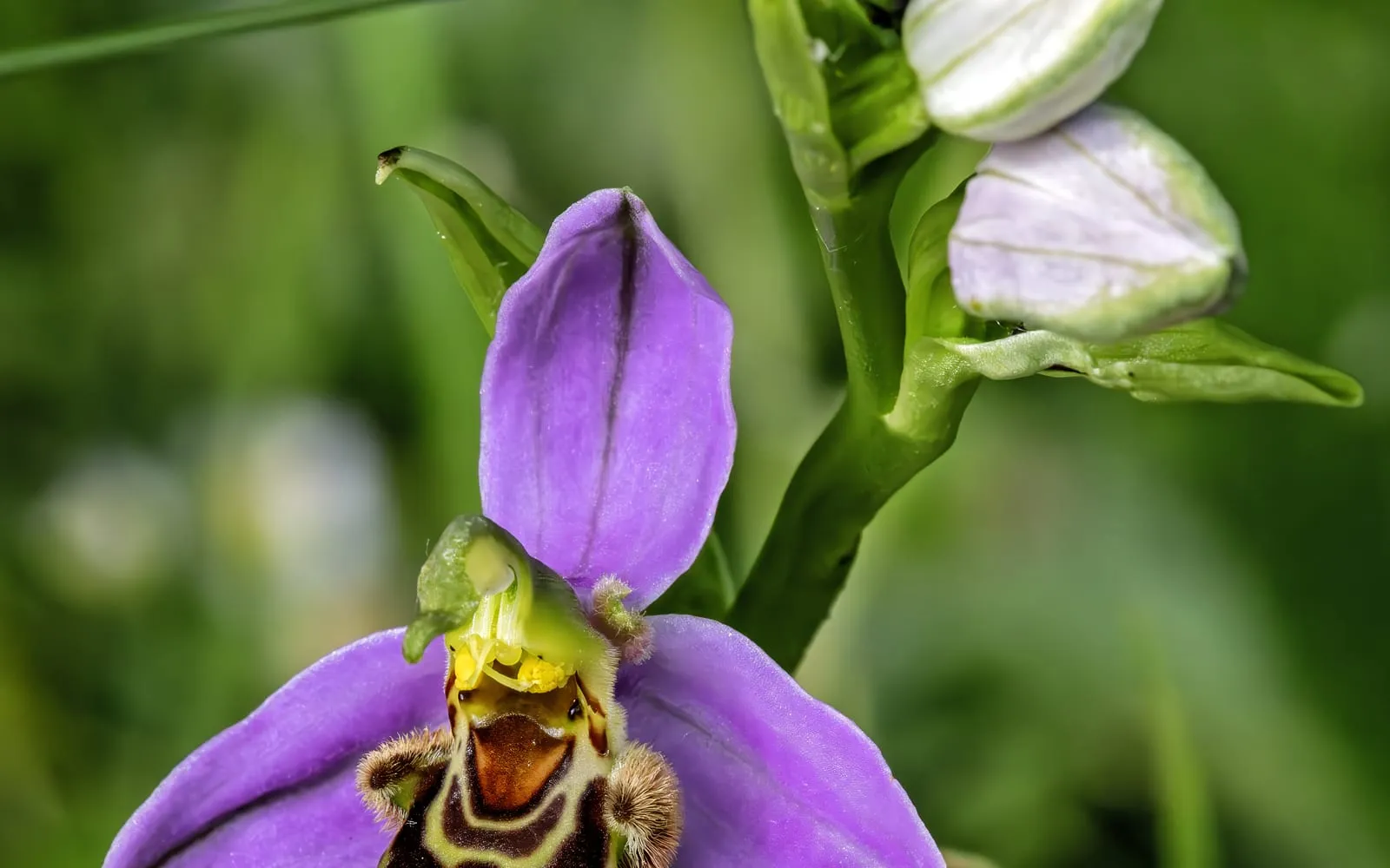 Close-up of a bee orchid flower with lilac-pink sepals and a furry, bee-mimicking brown lip marked with pale patterns, with unopened buds above