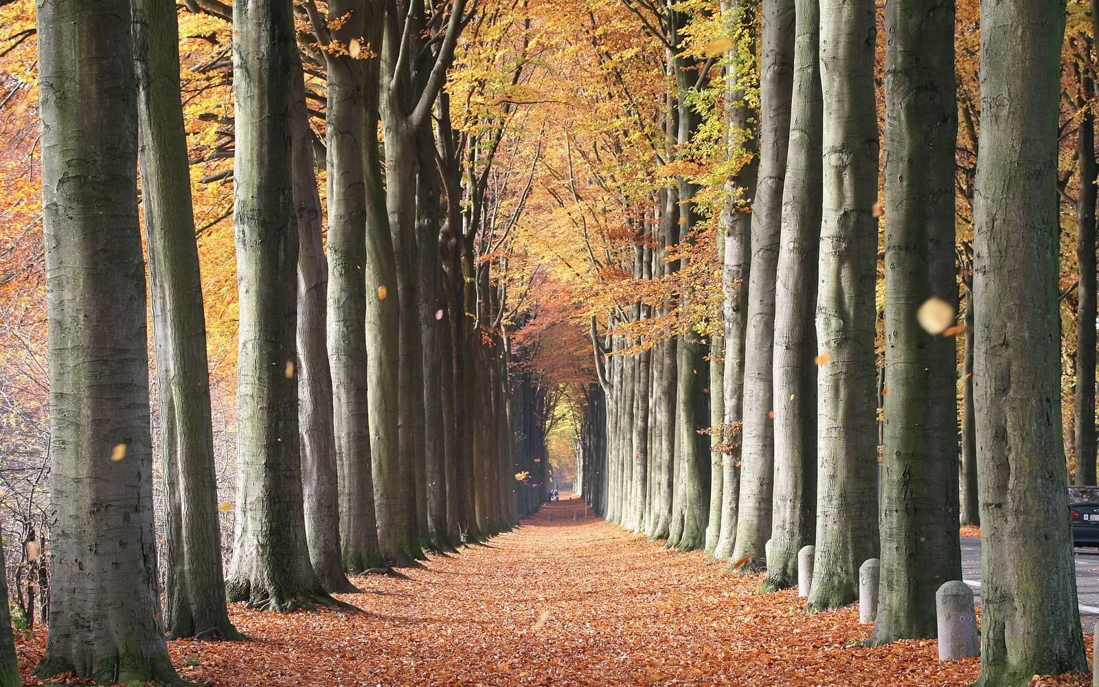 An avenue of tall beech trees with smooth grey trunks and golden autumn leaves above a path deep in fallen copper leaves